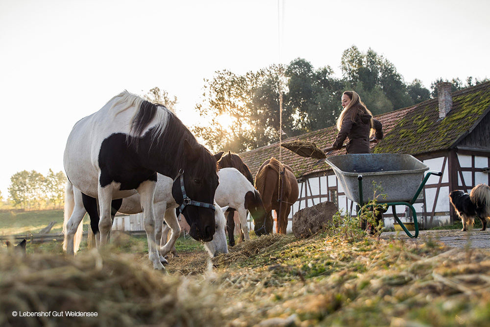 Tierschutzaktivistin Dominique verpflegt die geretteten Pferde auf dem Lebenshof Gut Weidensee.