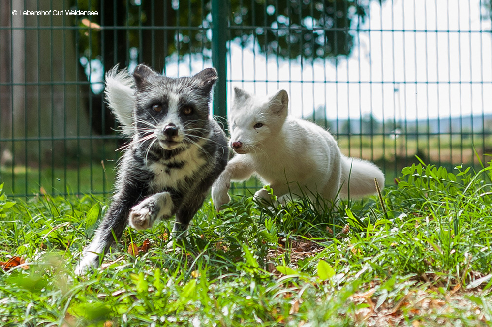 Aus Pelzfarmen gerettete Polarfüchse genießen ihre zweite Chance aufs Leben auf dem Lebenshof Gut Weidensee.