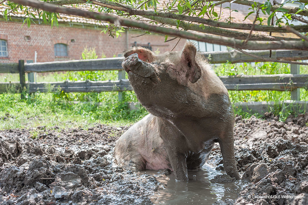 Ein im Schlamm suhlendes Schwein auf dem Lebenshof Gut Weidensee.