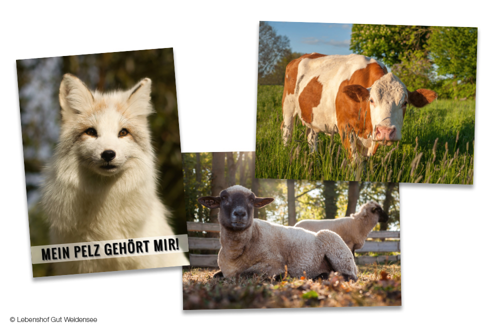 Die Postkarten vom Lebenshof Gut Weidensee, gedruckt von der oeding print GmbH, zeigen gerettete Tiere wie etwa Polarfüchse, Kühe und Schafe.