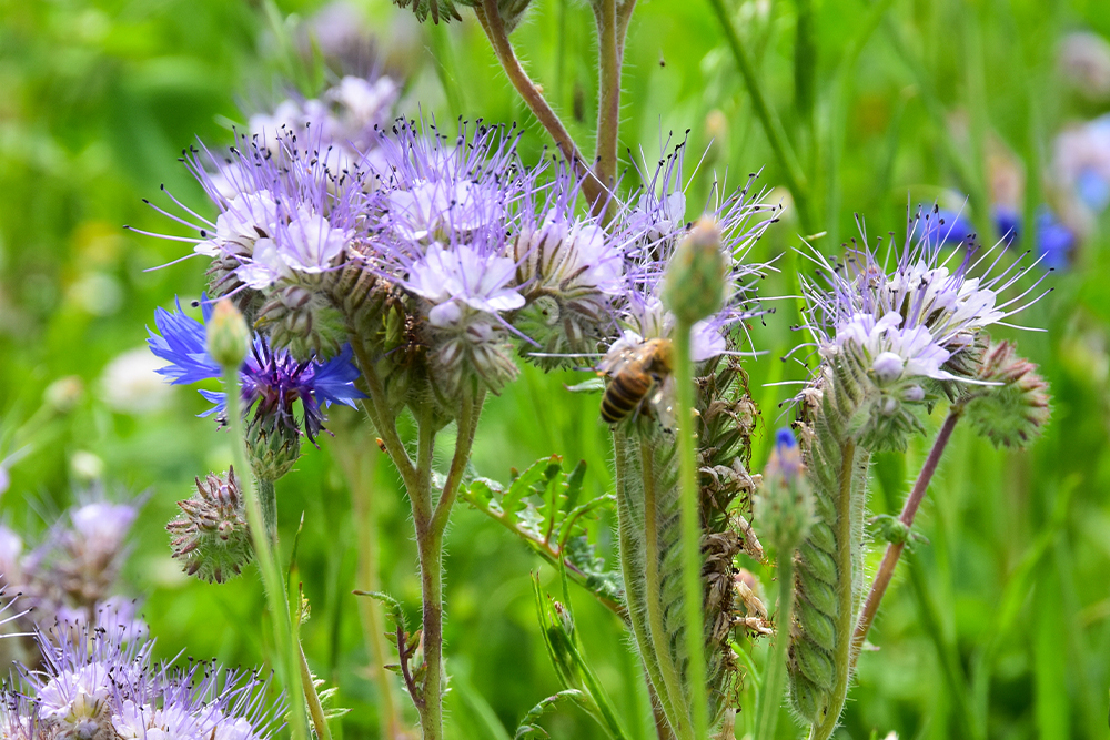 Eine Biene auf einer Blume