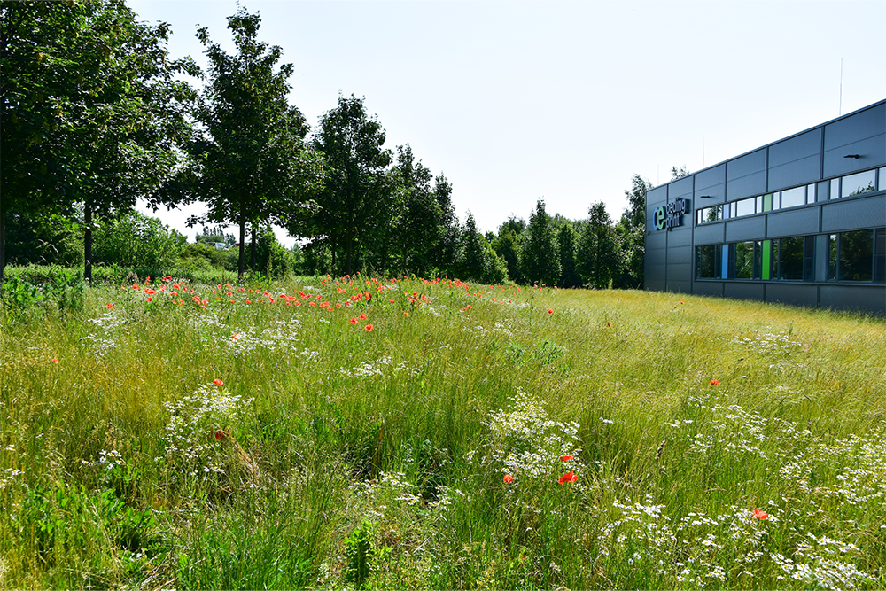 Rückseite eines Produktionsgebäude mit einer Naturwiese im Vordergrund