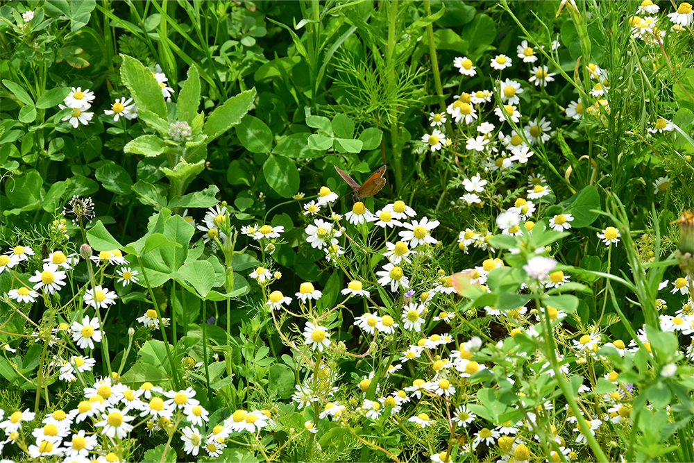 Blumen mit einem Schmetterling