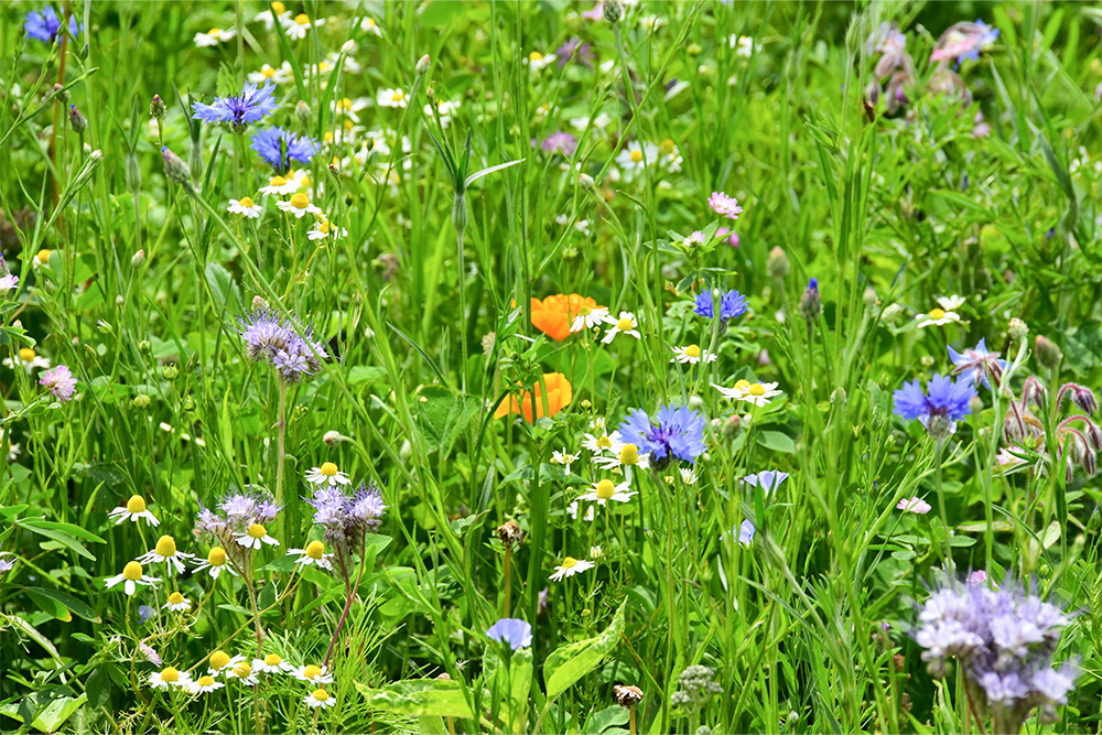 Eine bunte Bienenwiese