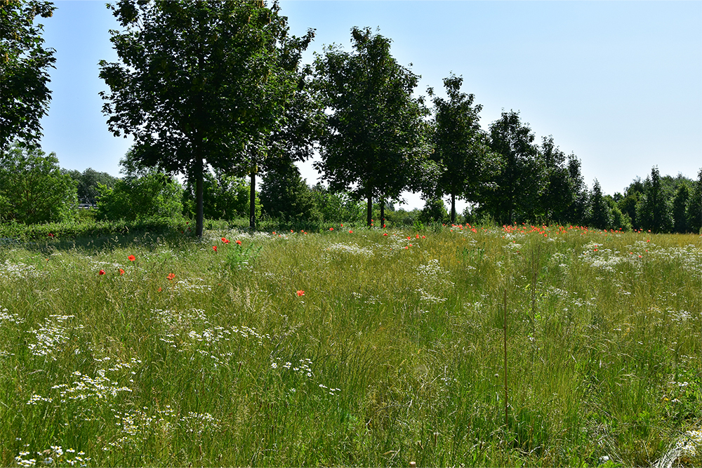 Eine bunte Naturwiese mit Bäumen