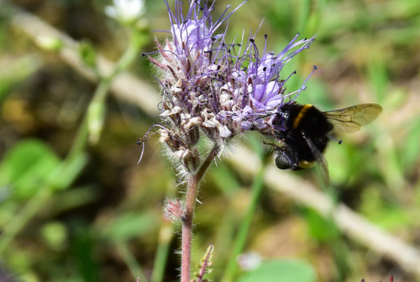 Eine Hummel auf einer Blüte