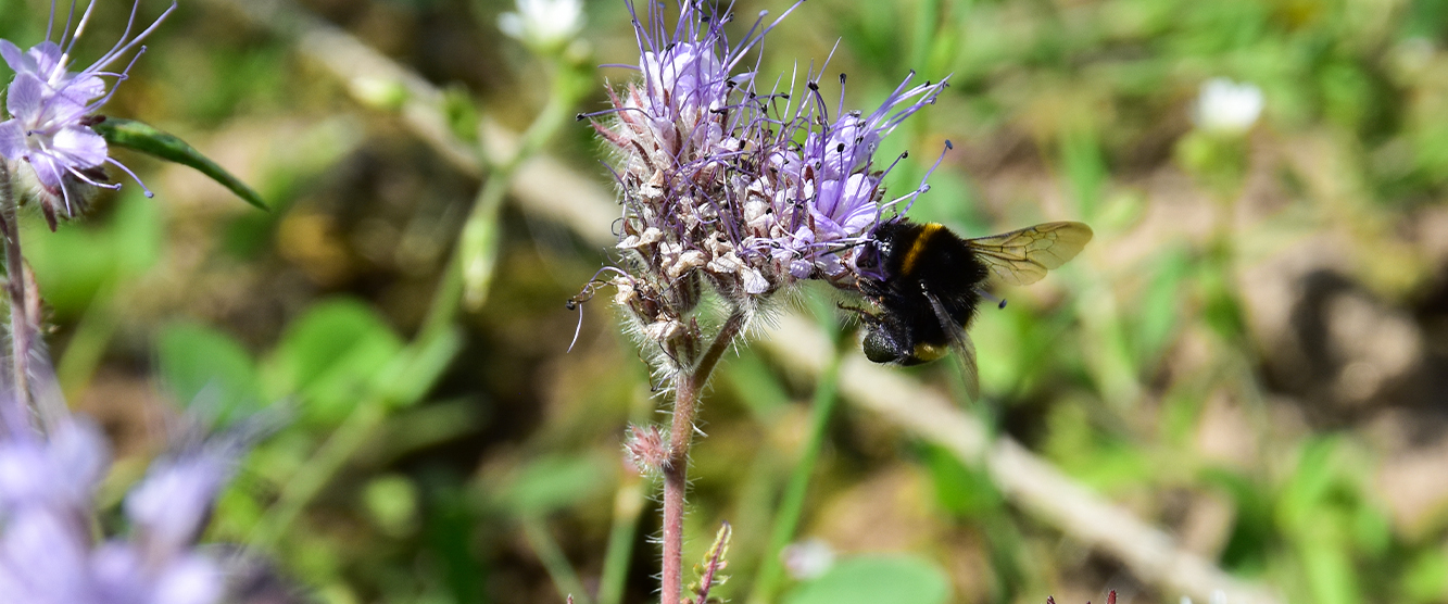 Eine Hummel auf einer Blüte